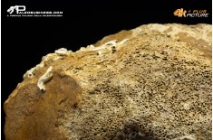Vertebra di Mammuthus primigenius