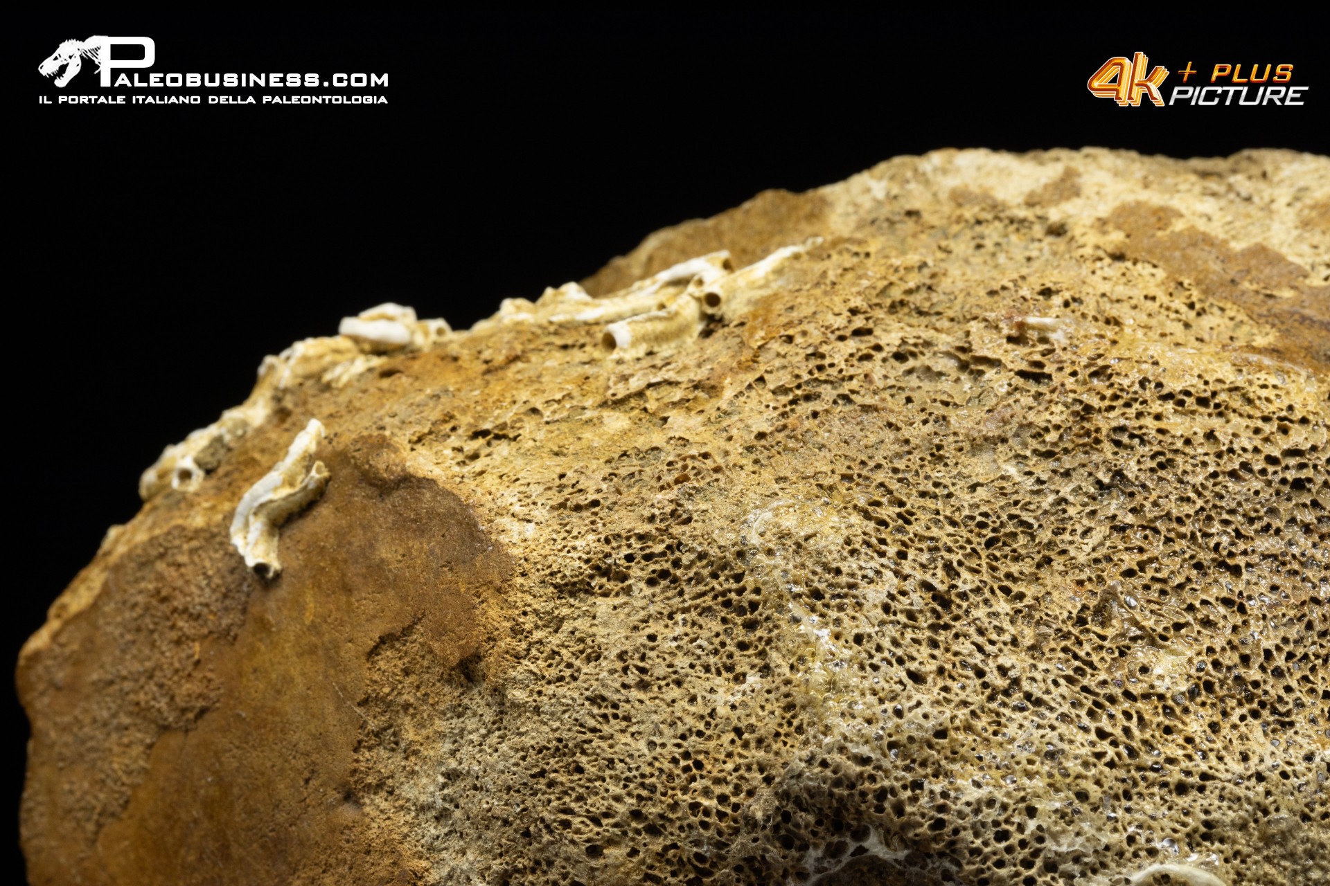 Vertebra di Mammuthus primigenius