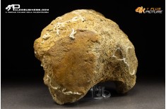 Vertebra di Mammuthus primigenius