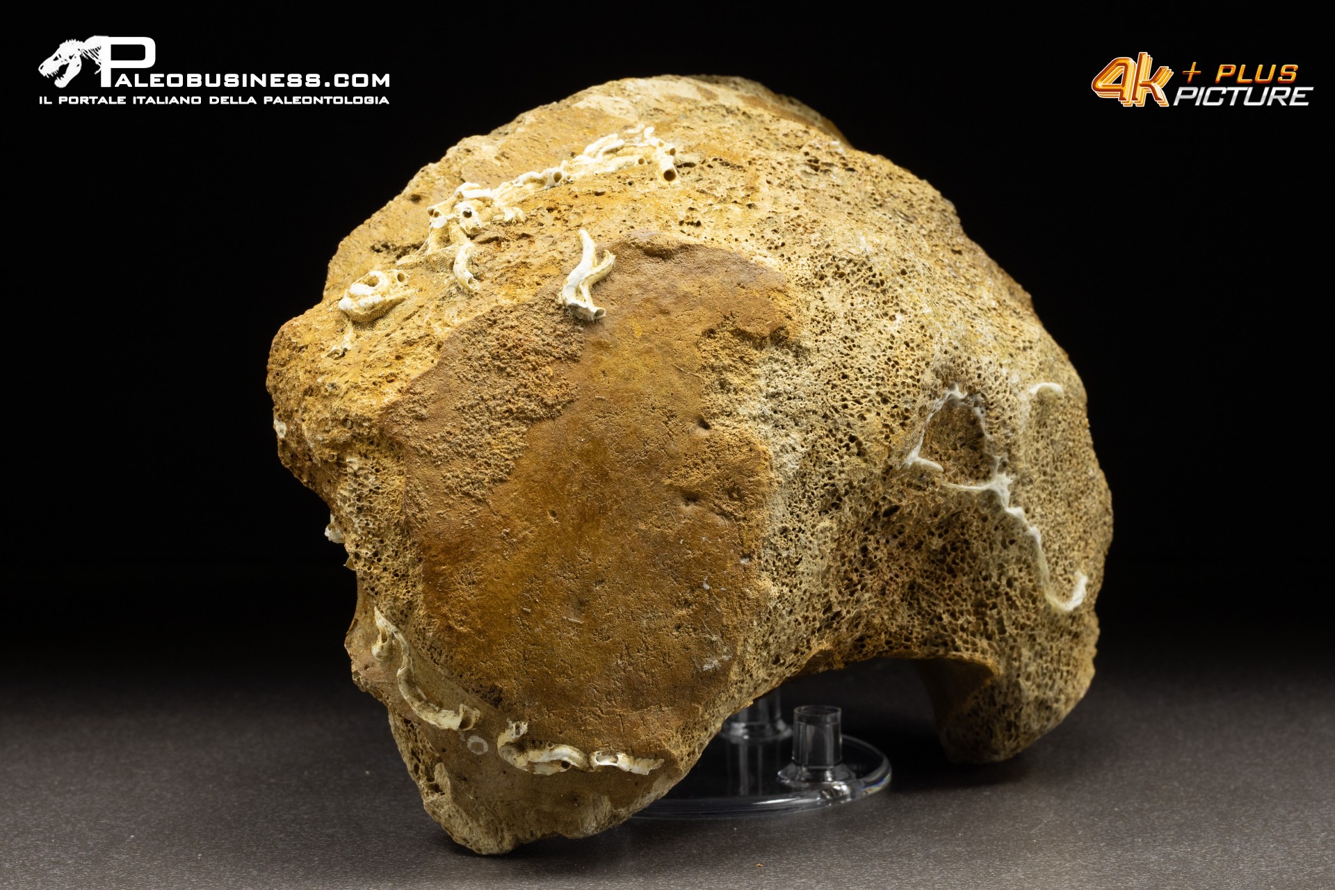 Vertebra di Mammuthus primigenius