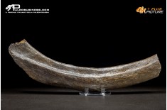 Costola di Mammuthus primigenius