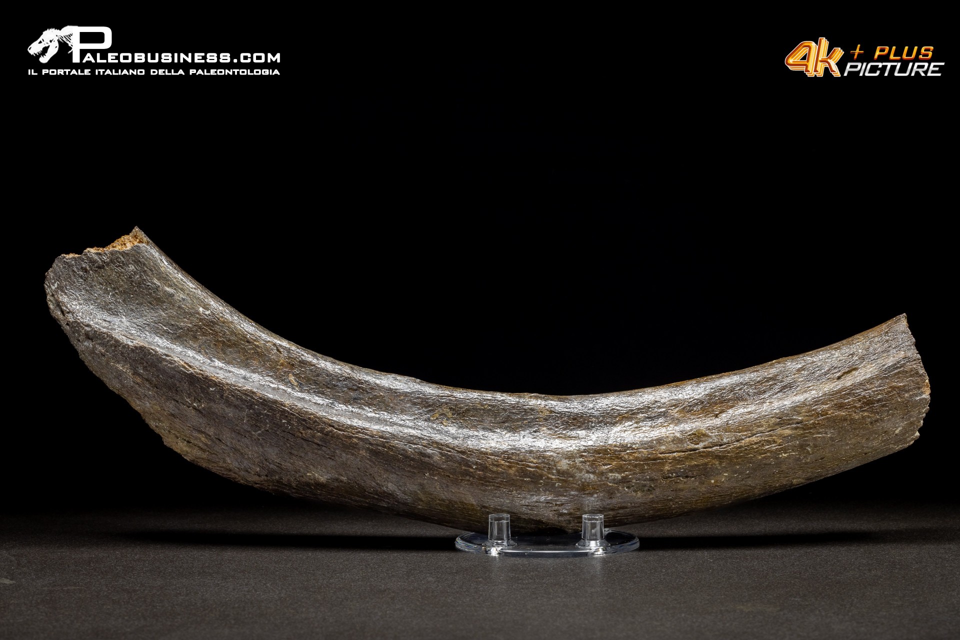 Costola di Mammuthus primigenius