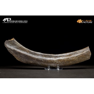 Costola di Mammuthus primigenius