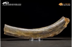 Costola di Mammuthus primigenius