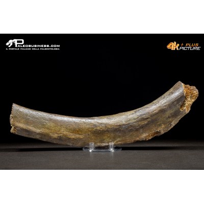 Costola di Mammuthus primigenius