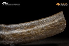 Costola di Mammuthus primigenius