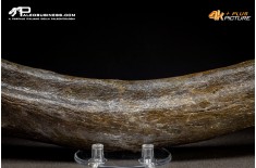 Costola di Mammuthus primigenius
