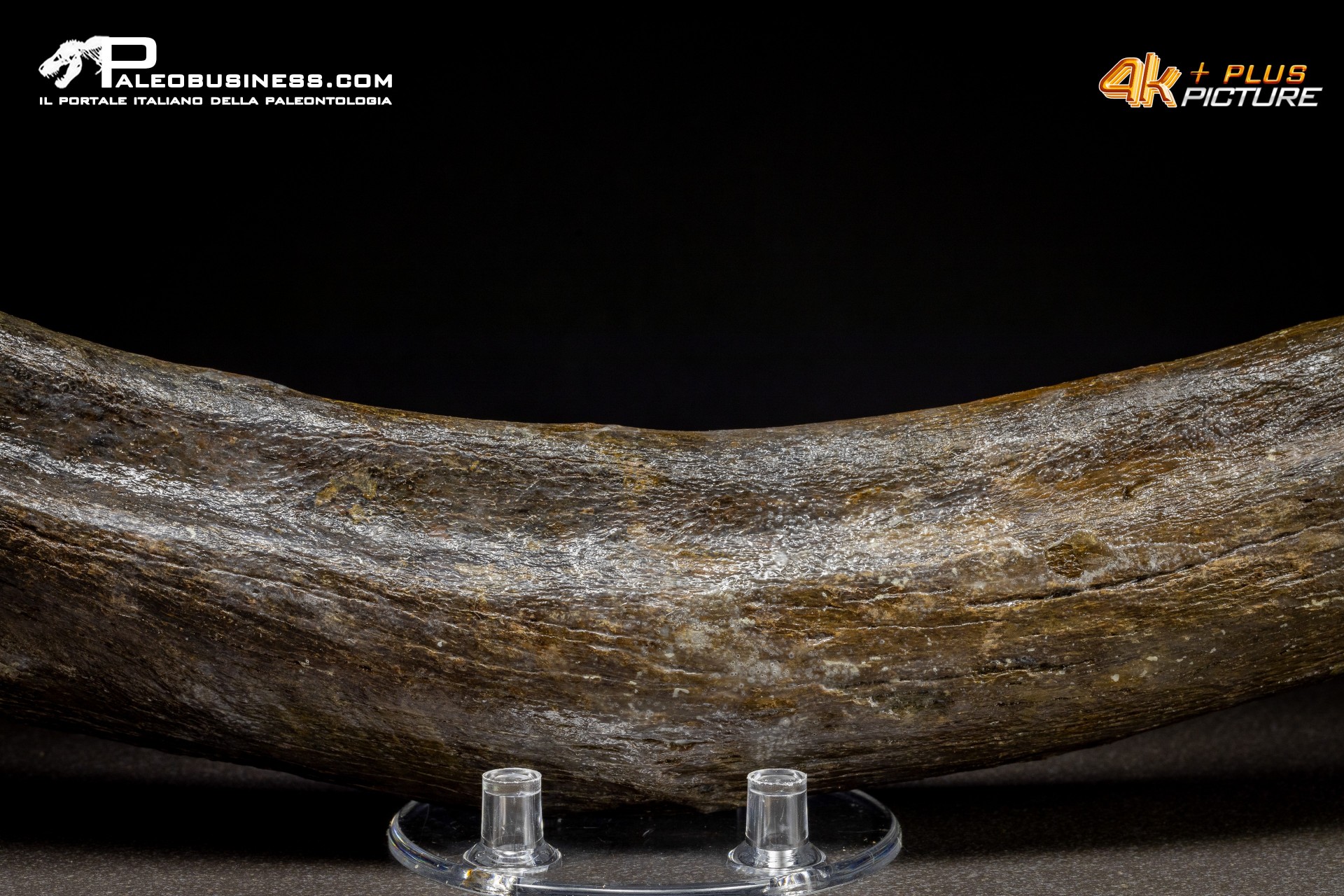 Costola di Mammuthus primigenius