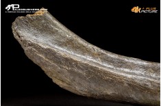Costola di Mammuthus primigenius