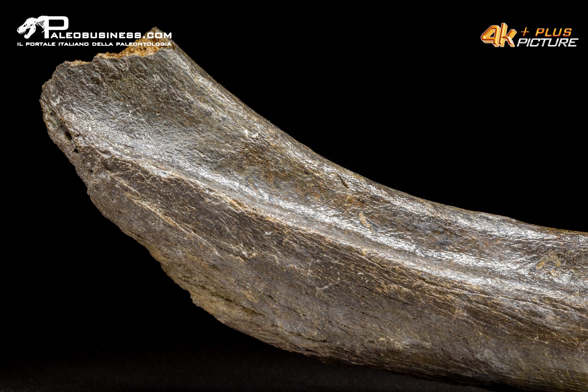 Costola di Mammuthus primigenius