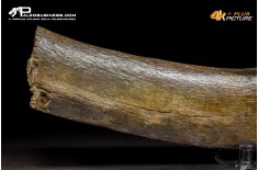 Costola di Mammuthus primigenius