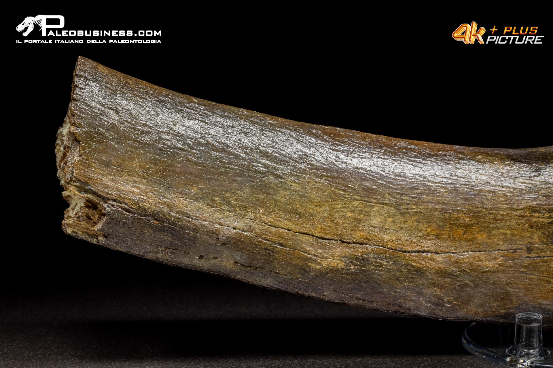 Costola di Mammuthus primigenius