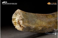 Costola di Mammuthus primigenius