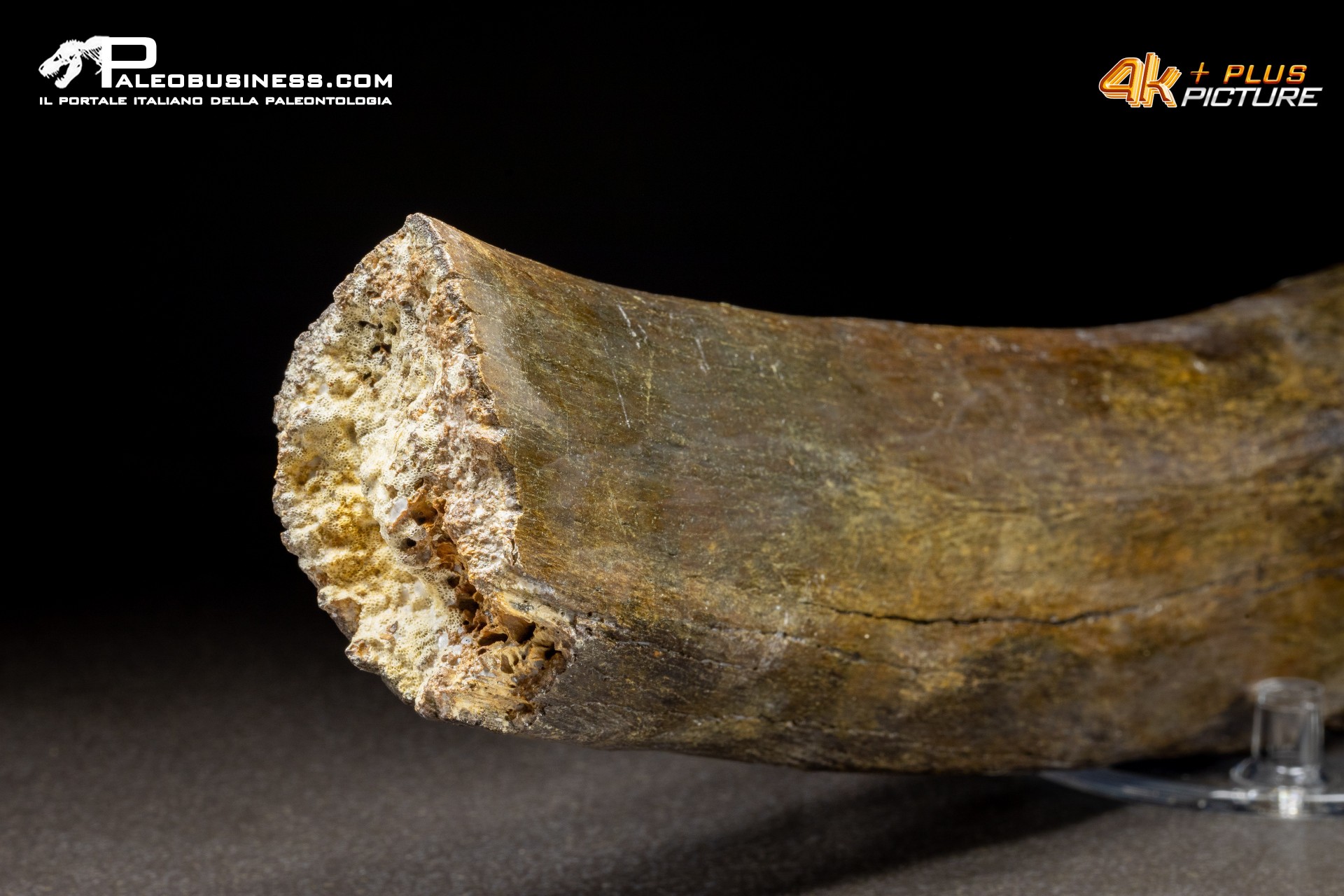 Costola di Mammuthus primigenius
