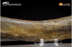 Costola di Mammuthus primigenius