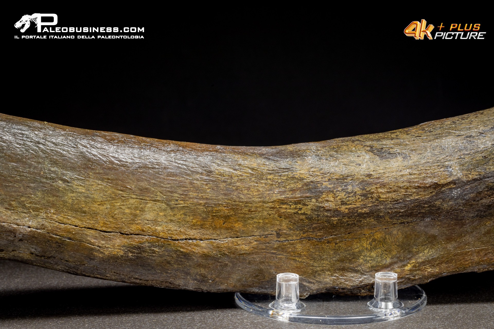 Costola di Mammuthus primigenius