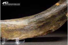 Costola di Mammuthus primigenius