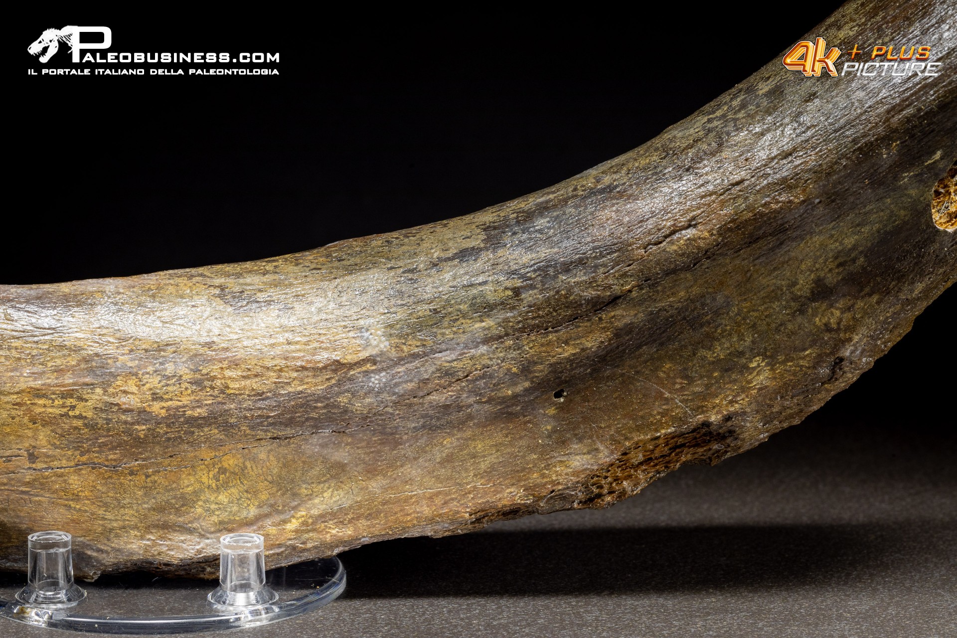 Costola di Mammuthus primigenius