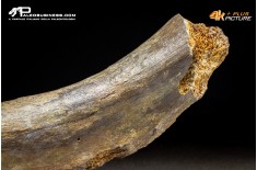 Costola di Mammuthus primigenius