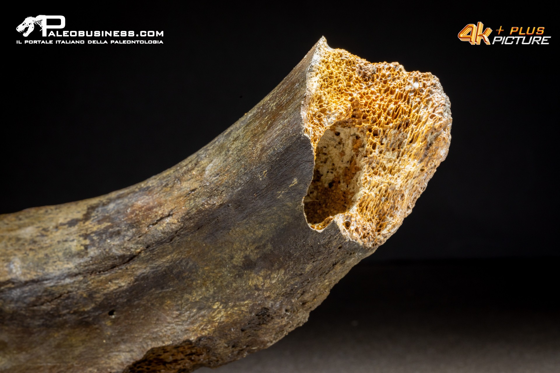 Costola di Mammuthus primigenius