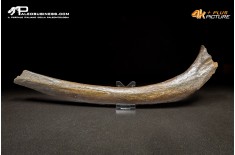 Costola di Mammuthus primigenius