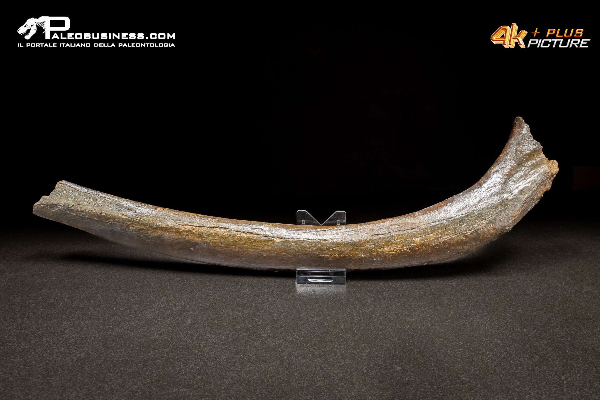 Costola di Mammuthus primigenius