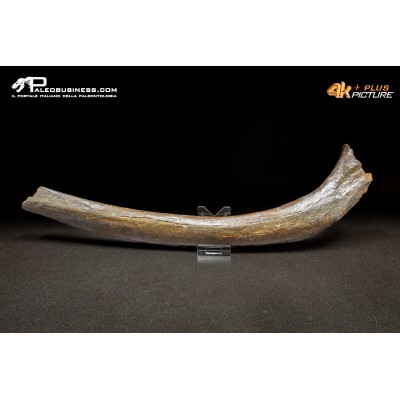 Costola di Mammuthus primigenius