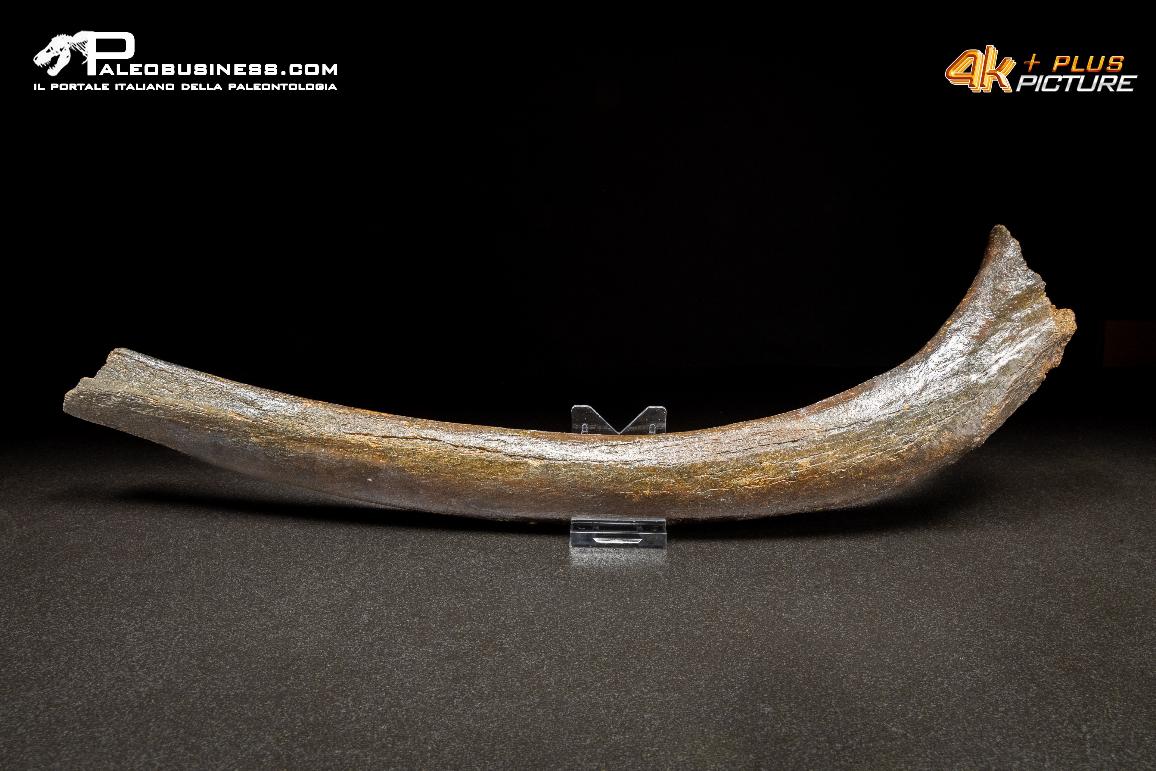 Costola di Mammuthus primigenius