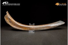 Costola di Mammuthus primigenius