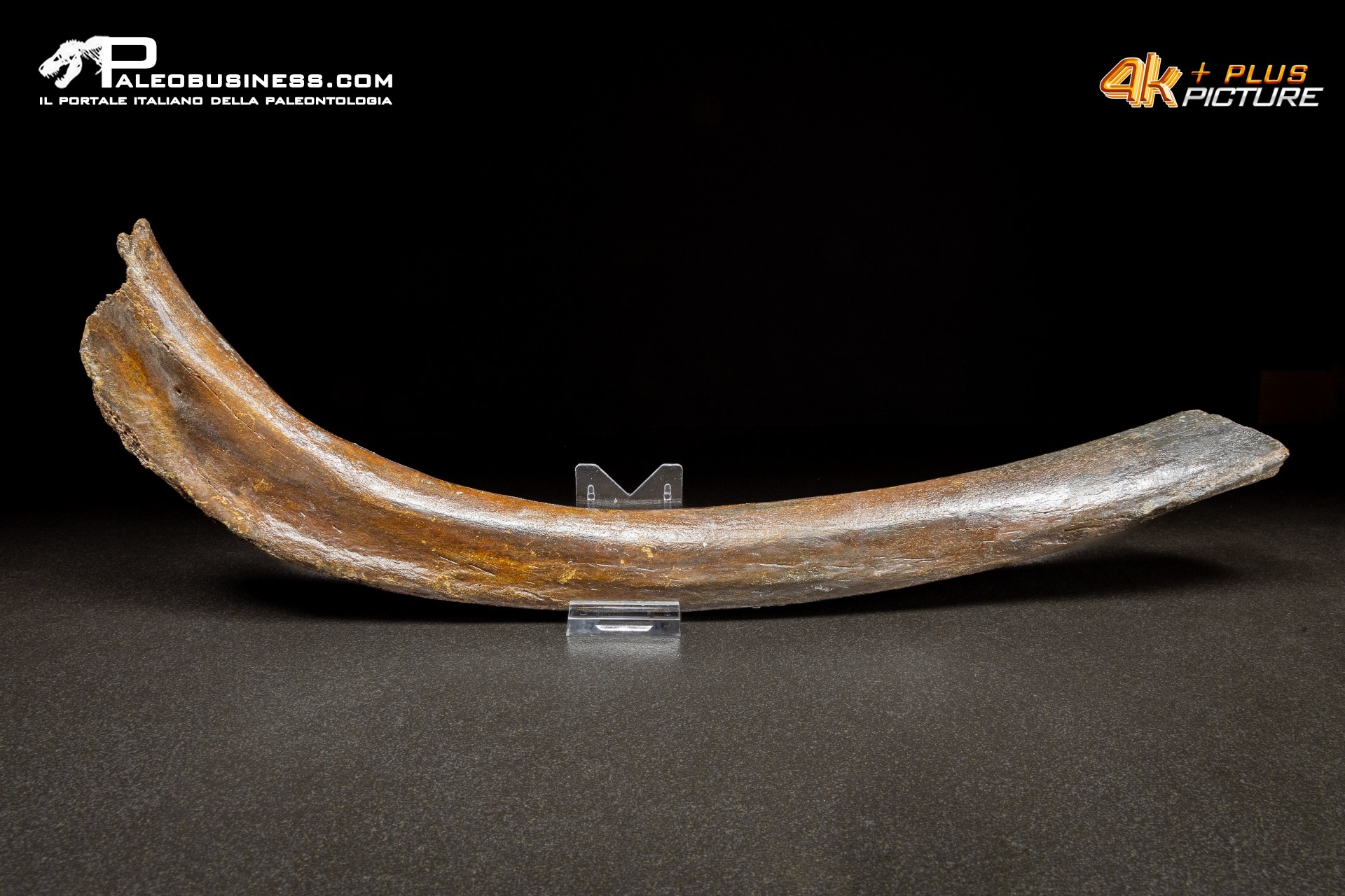 Costola di Mammuthus primigenius