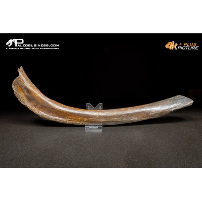 Costola di Mammuthus primigenius