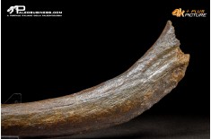 Costola di Mammuthus primigenius