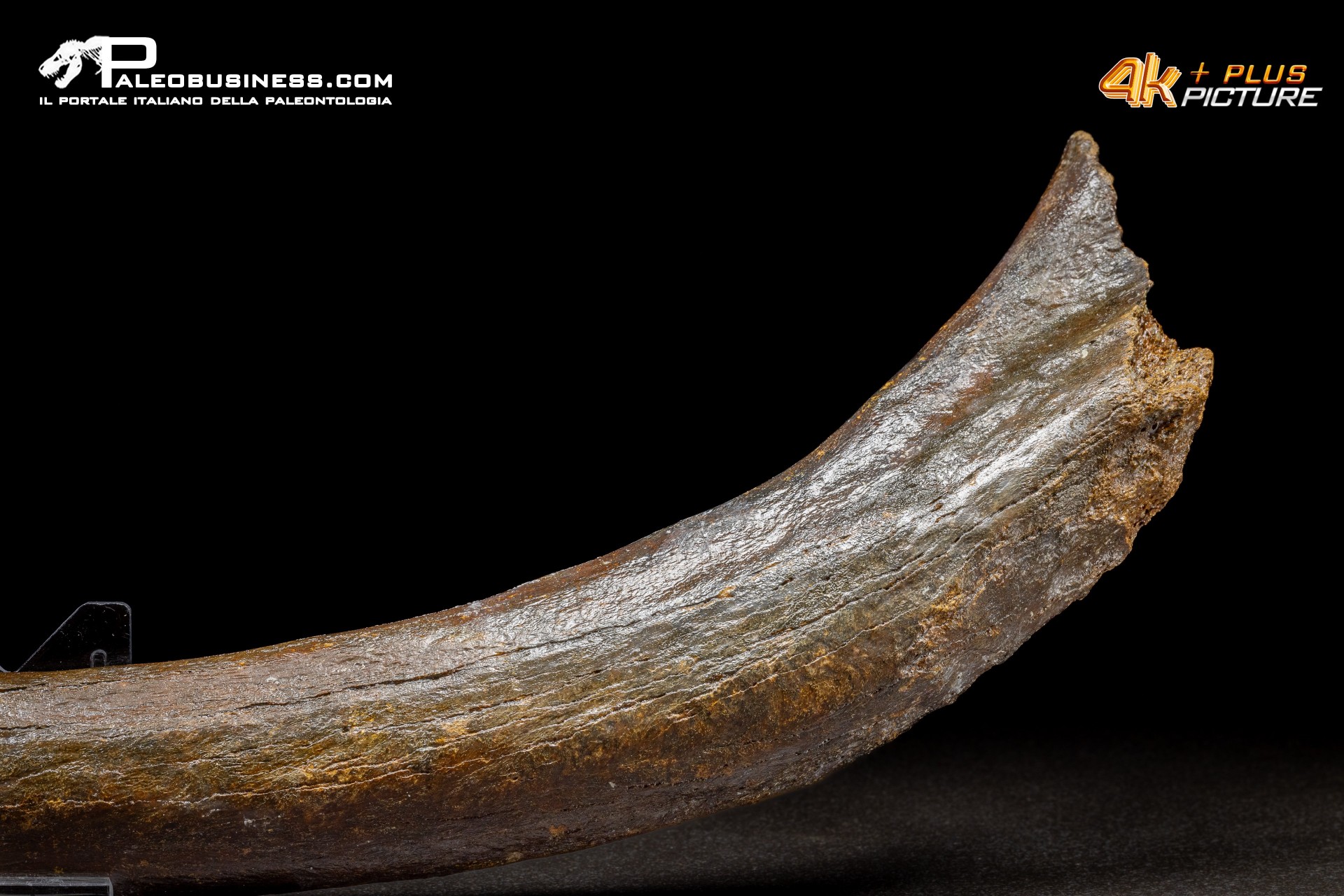 Costola di Mammuthus primigenius