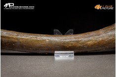 Costola di Mammuthus primigenius