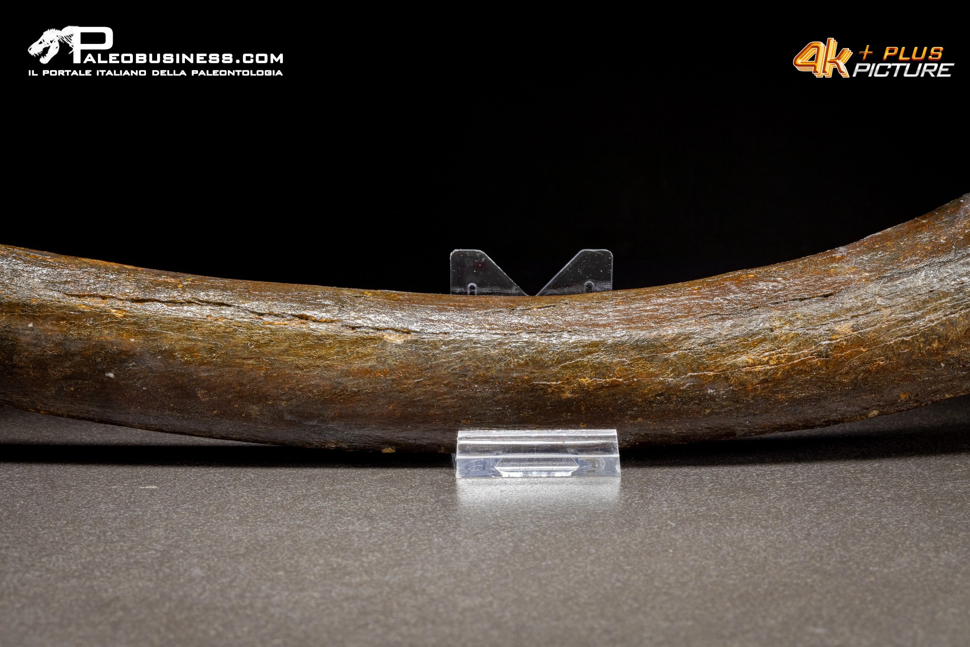 Costola di Mammuthus primigenius
