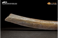 Costola di Mammuthus primigenius