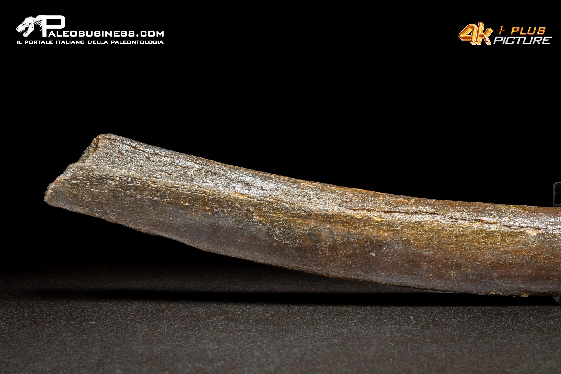 Costola di Mammuthus primigenius