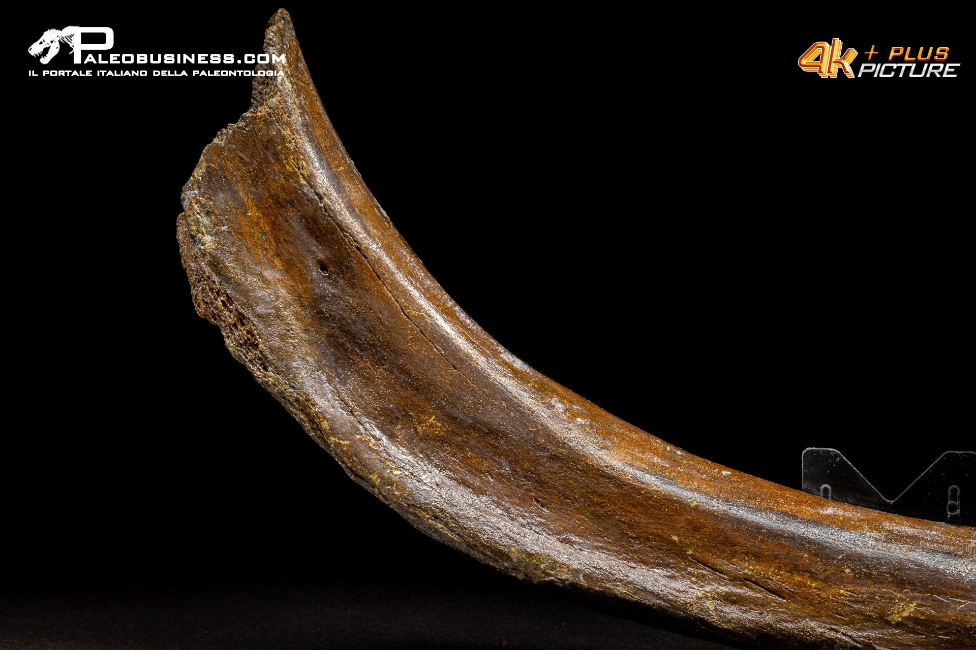 Costola di Mammuthus primigenius
