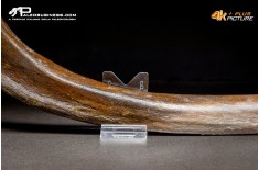 Costola di Mammuthus primigenius
