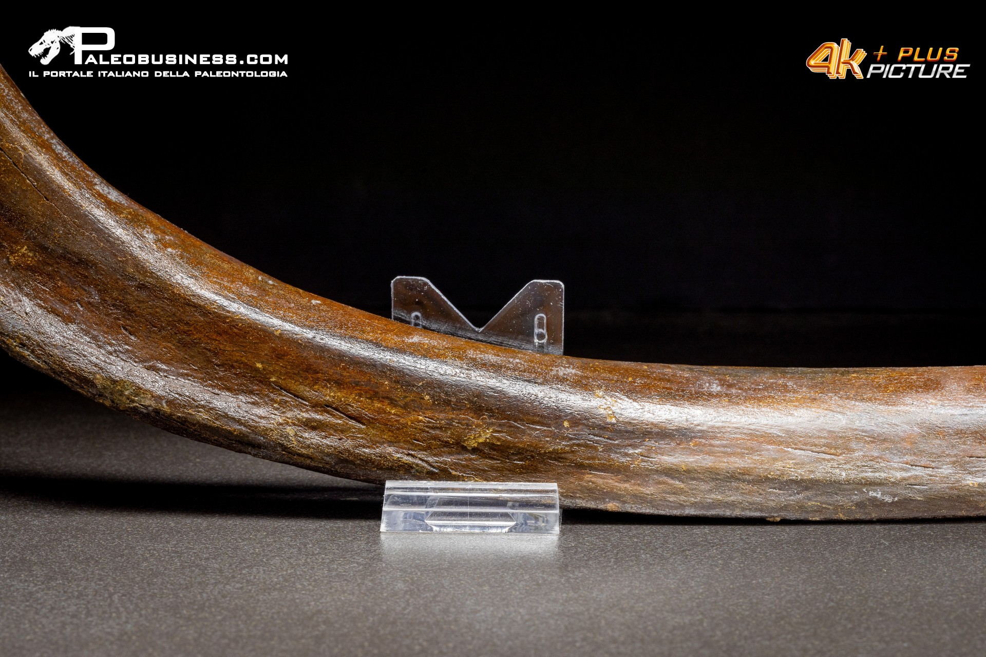Costola di Mammuthus primigenius