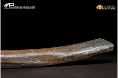 Costola di Mammuthus primigenius