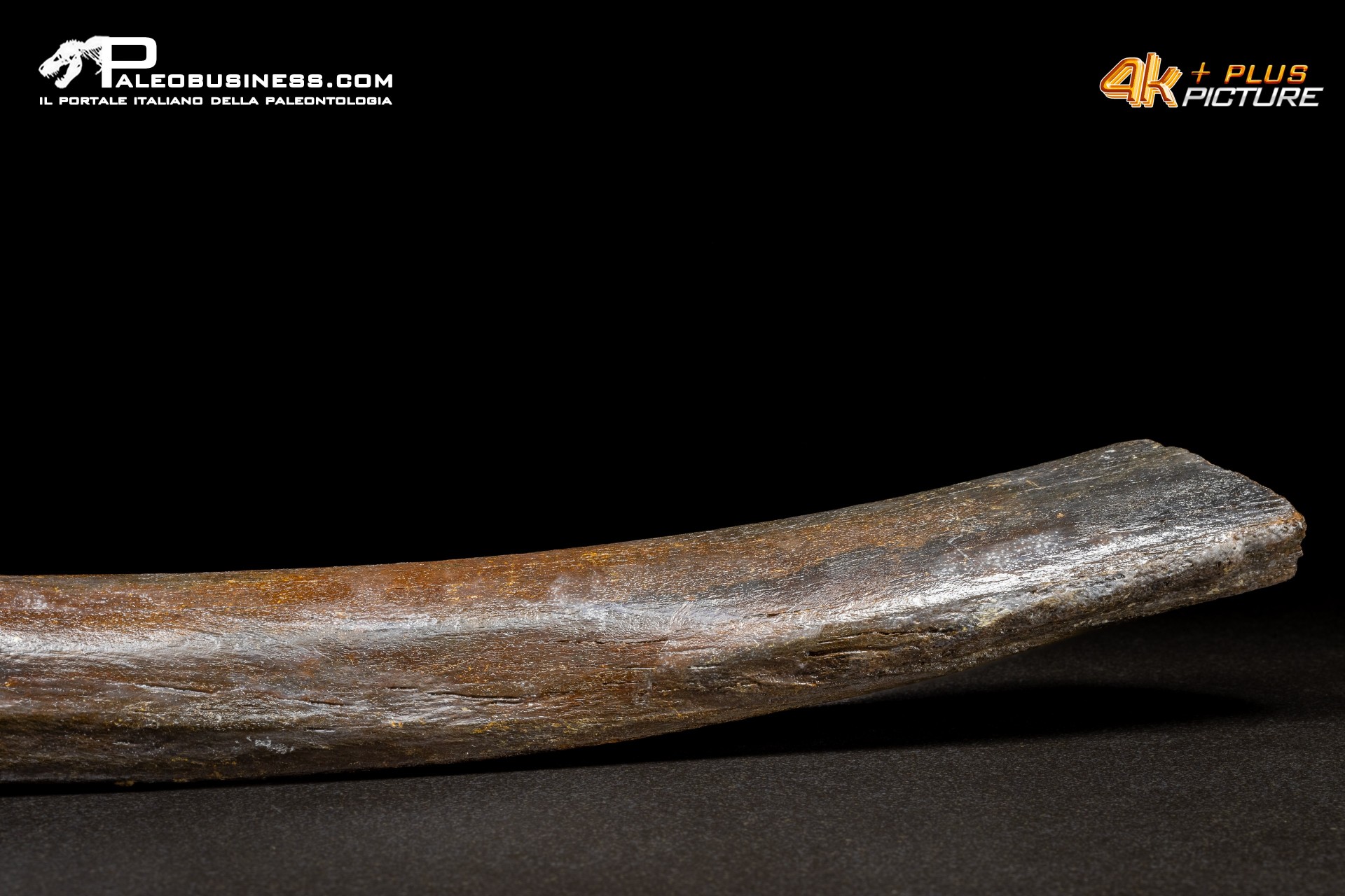 Costola di Mammuthus primigenius