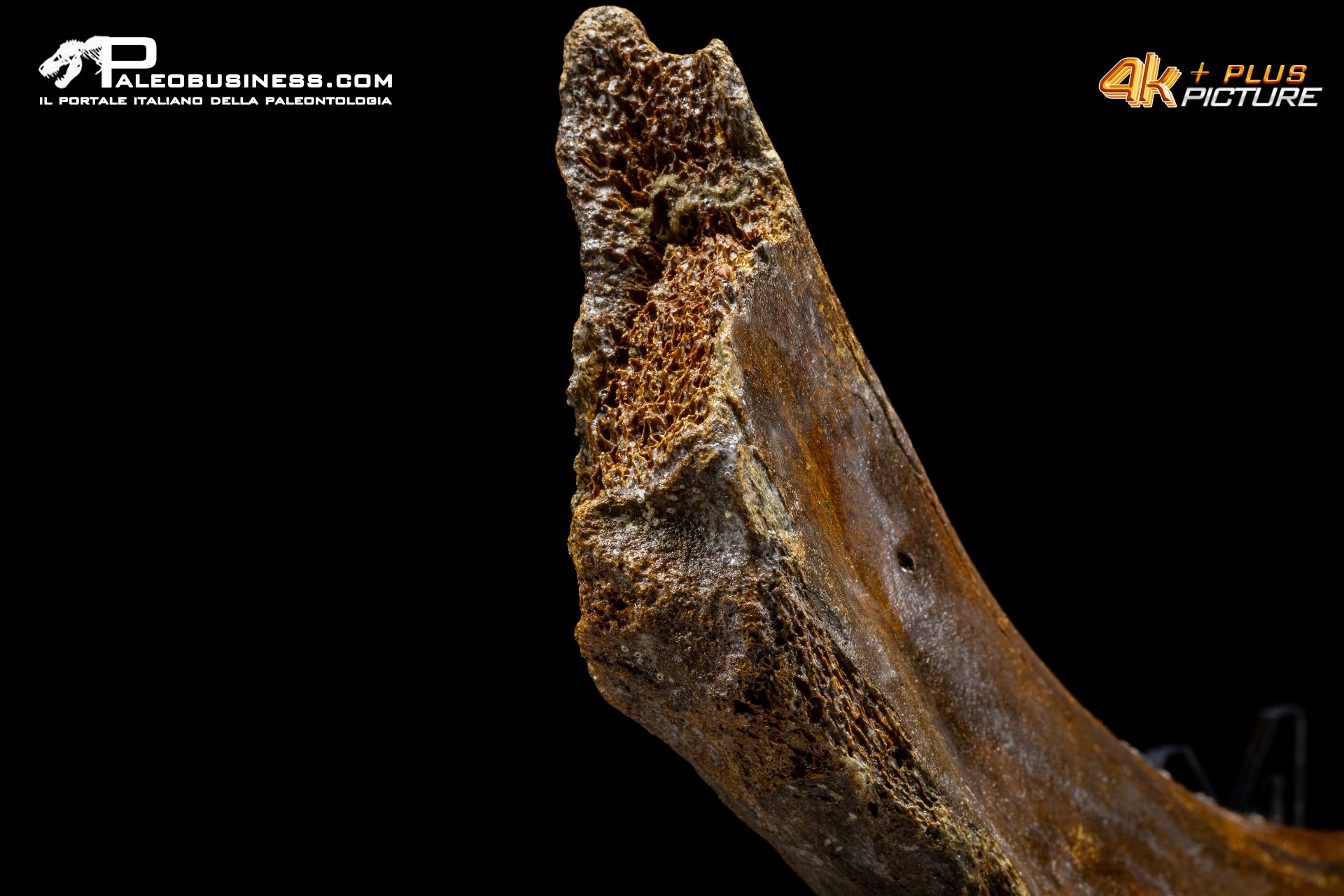 Costola di Mammuthus primigenius
