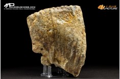 Molare di Mammuthus primigenius