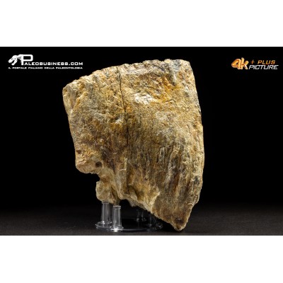 Molare di Mammuthus primigenius