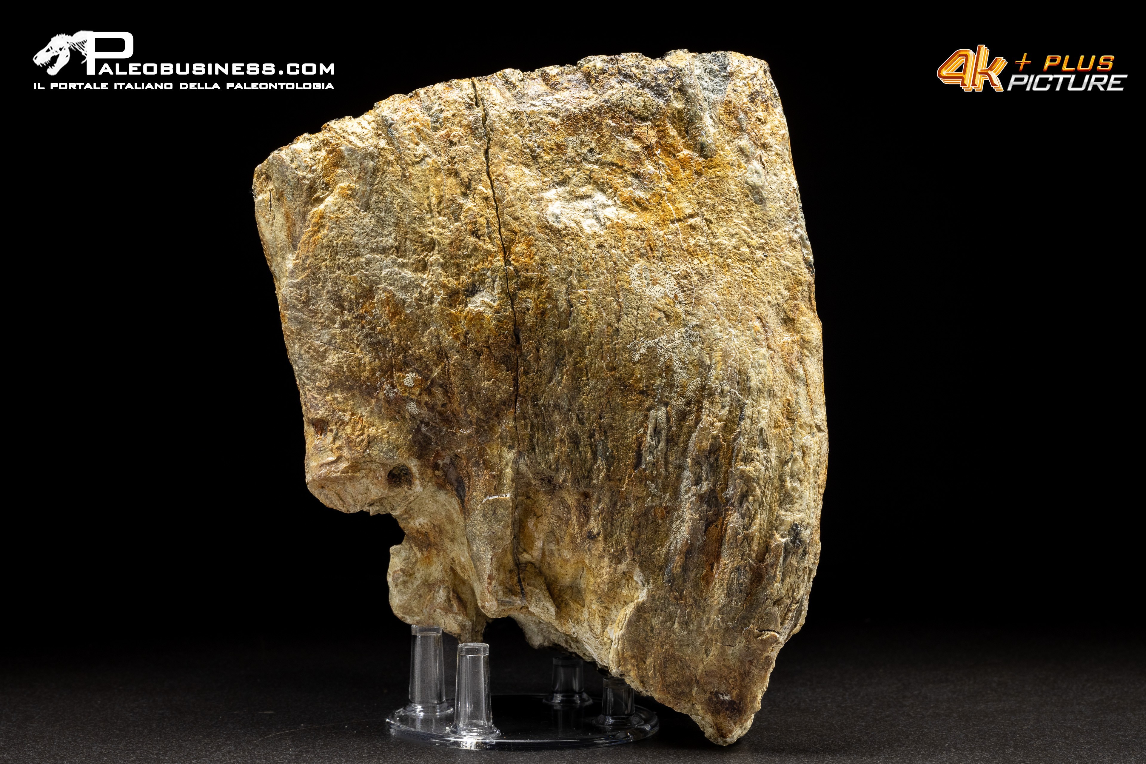 Molare di Mammuthus primigenius