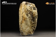 Molare di Mammuthus primigenius