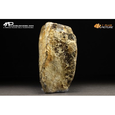 Molare di Mammuthus primigenius