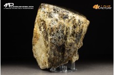 Molare di Mammuthus primigenius