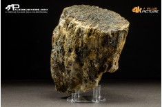 Molare di Mammuthus primigenius
